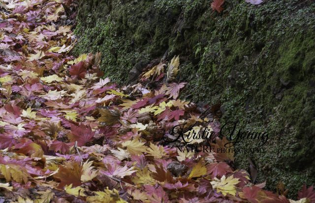 A Cascade of Maple Leaves