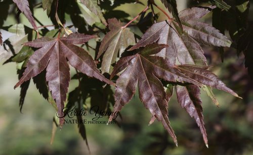 Japanese Maple Leaves in Autumn