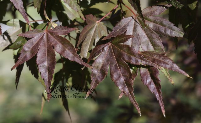 Japanese Maple Leaves in Autumn