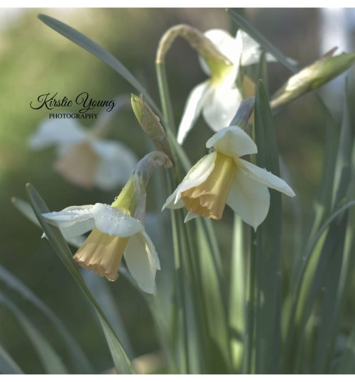 Daffodil Accent
