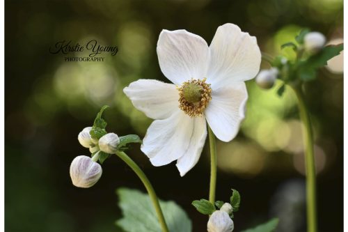 Shy White Beauty