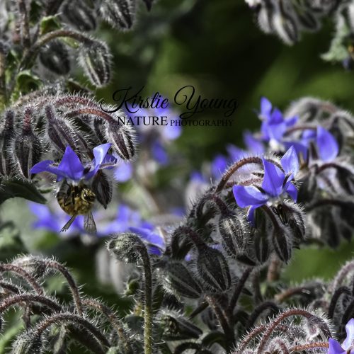 Bee in the Borage