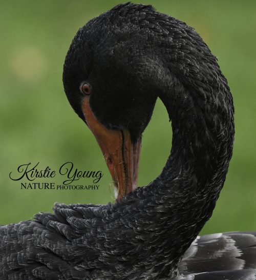 Black Swan