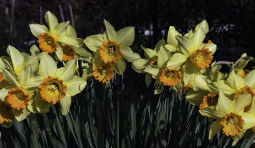 Daffodils in Orange and Yellow.