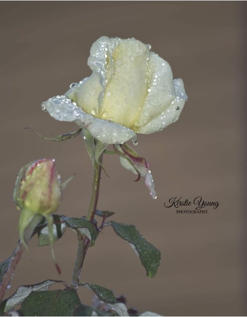 Our Vanilla Rose 2