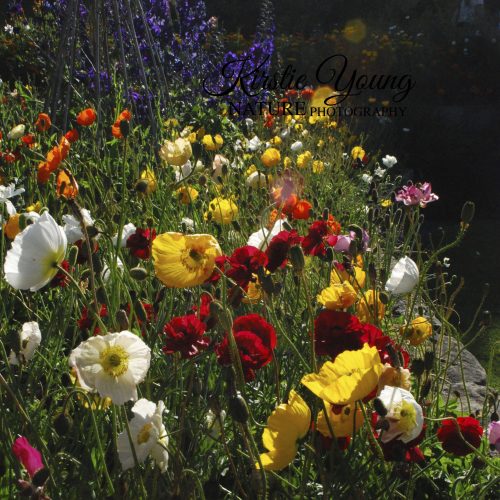 A Riot of Colour
