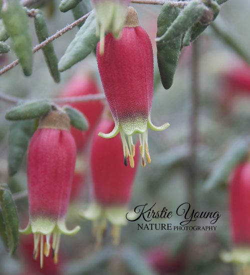 Correa Flowers 1