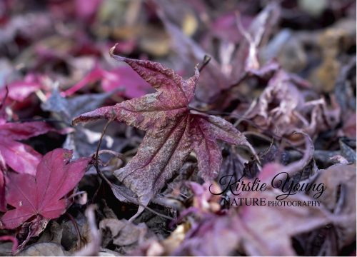 Maple Leaves