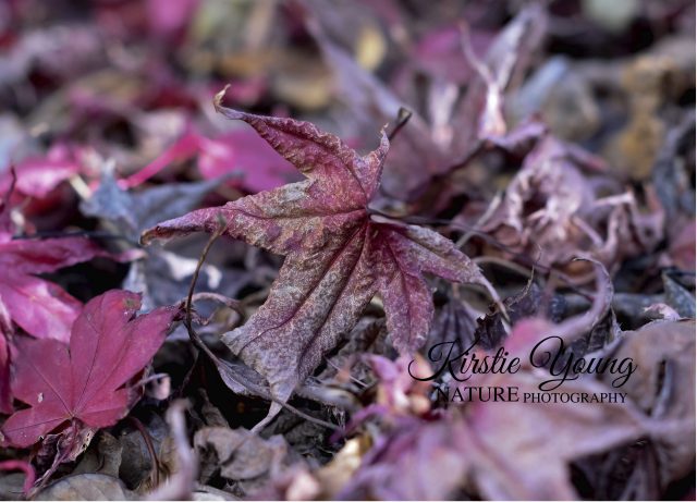 Maple Leaves