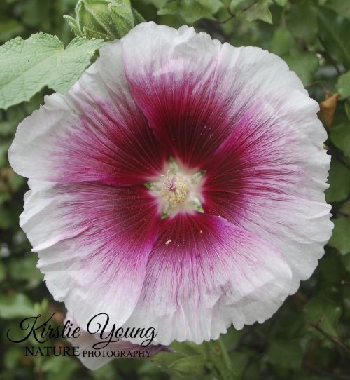 Hibiscus Pink 2