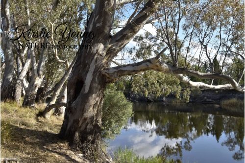 River Red Gum