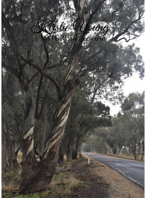 On the Road to Maryborough