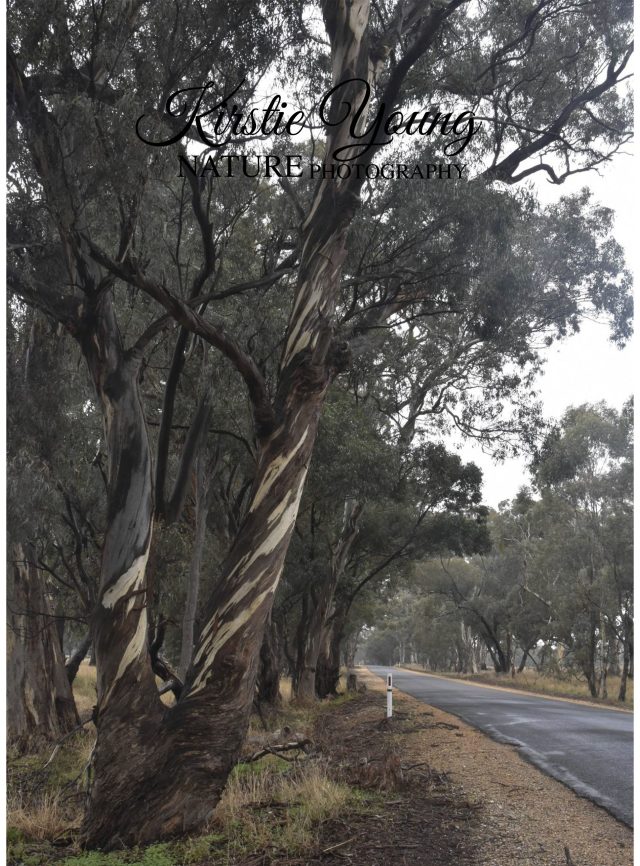 On the Road to Maryborough