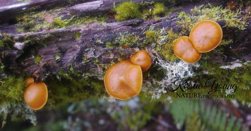 Fungi Orange