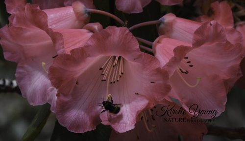 Rhododendrons Pink
