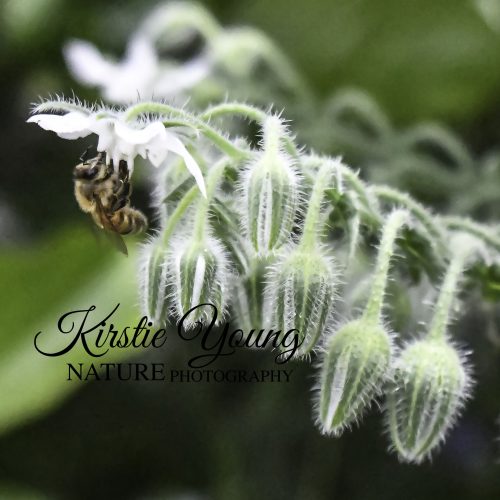 Bee on the White Borage
