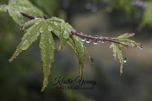 Maple Leaves After Rain