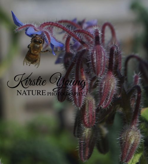 Bee in the Borage 2