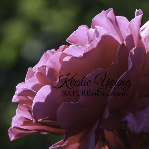 Rose Pink 2
