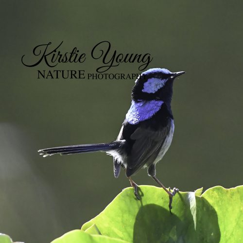 Superb Fairy Wren on a Lily Leaf