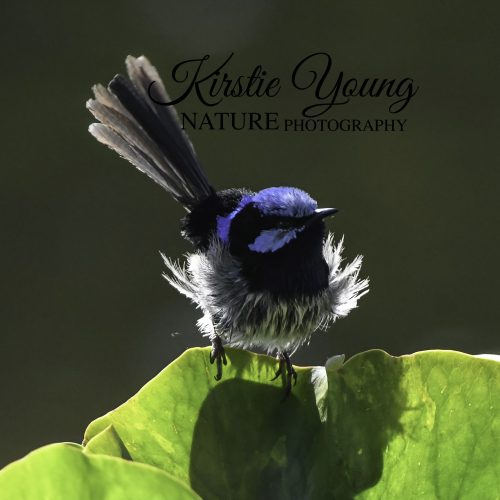 Superb Fairy Wren After a Bath