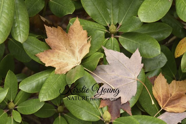 Maple Leaves in the Rhododendron