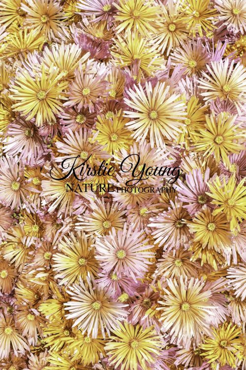 Succulent Flowers 2