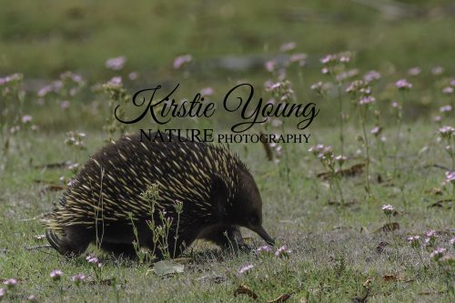 Echidna in the Flowers