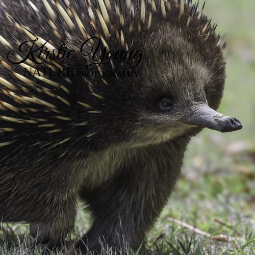 Echidna Face