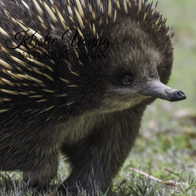 Echidna Face