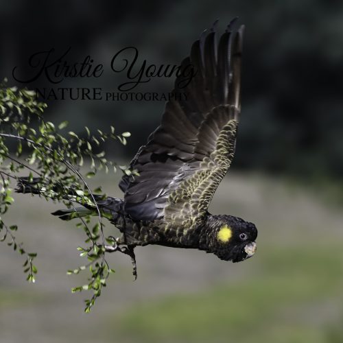 Yellow-tailed Black Cockatoo in Flight