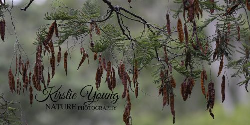 Wattle Seed Pods