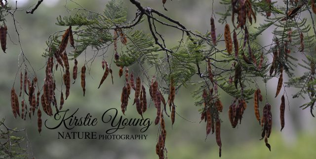 Wattle Seed Pods
