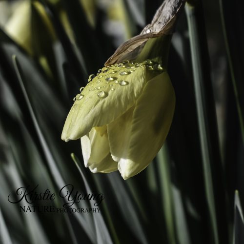 Daffodil Bud Opening After Rain