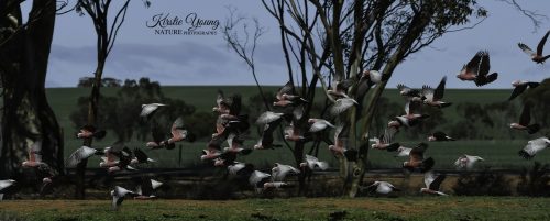 Beauties on the Wing