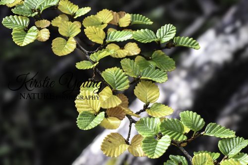 The Turning of the Fagus 3