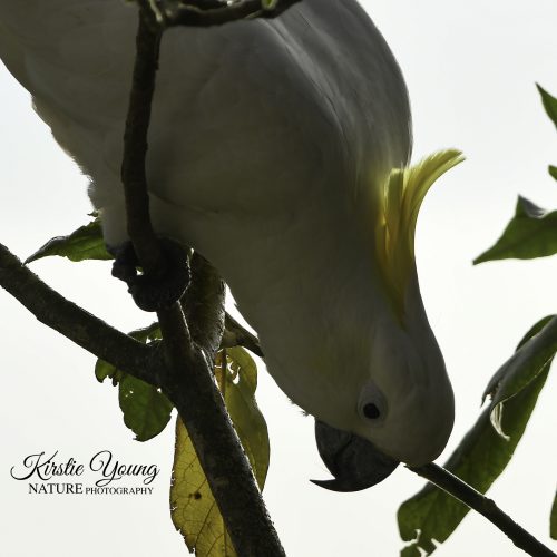 Sulphur-crested Cockatoo 1