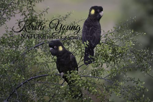 Yellow-tailed Black Cockatoos in the Pittosporum Tree (Award Winner)