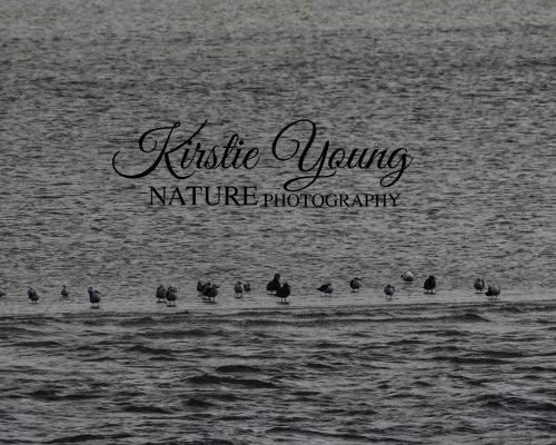 Gulls on the Shoal (Award Winner)