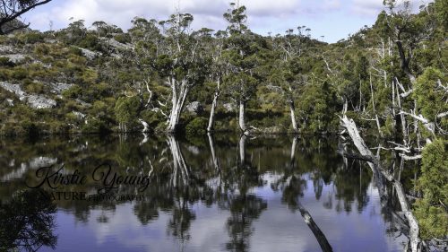 Wombat Pool Reflections
