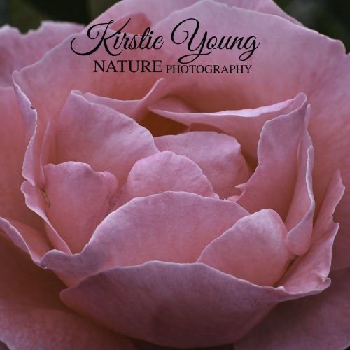 Rose Pink 1