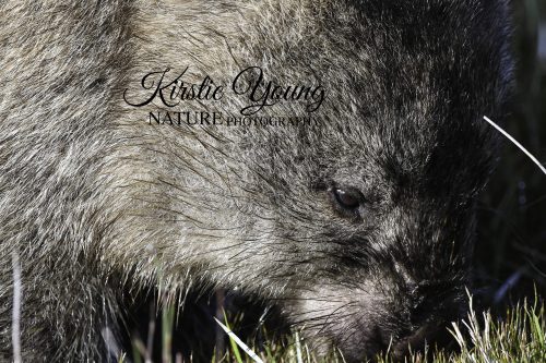 Wombat Face