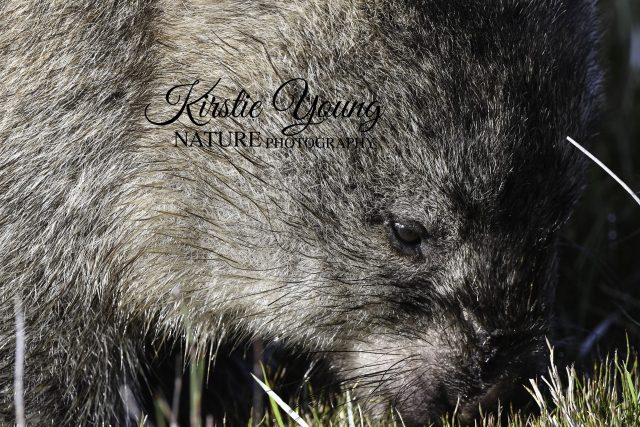 Wombat Face