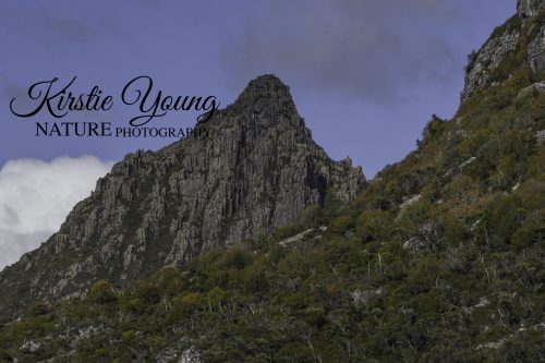 Cradle Peak and the Turning of the Fagus