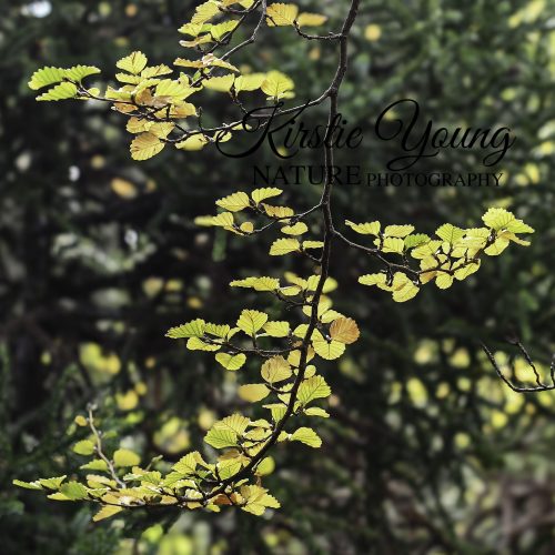 The Turning of the Fagus 2