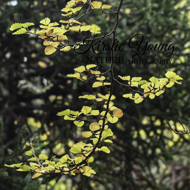 The Turning of the Fagus 2