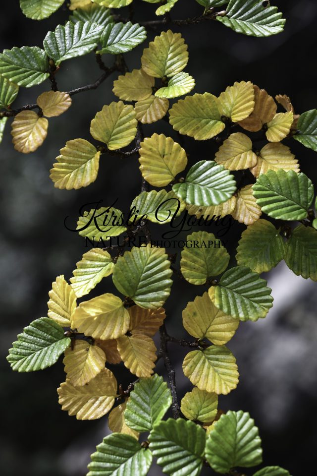 The Turning of the Fagus 1
