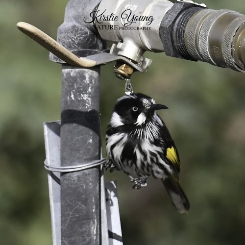 At the Water Cooler