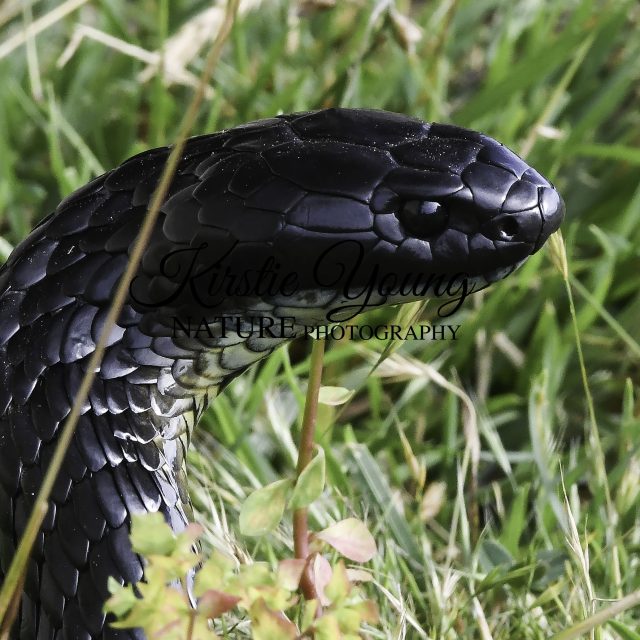 Tiger Snake 2