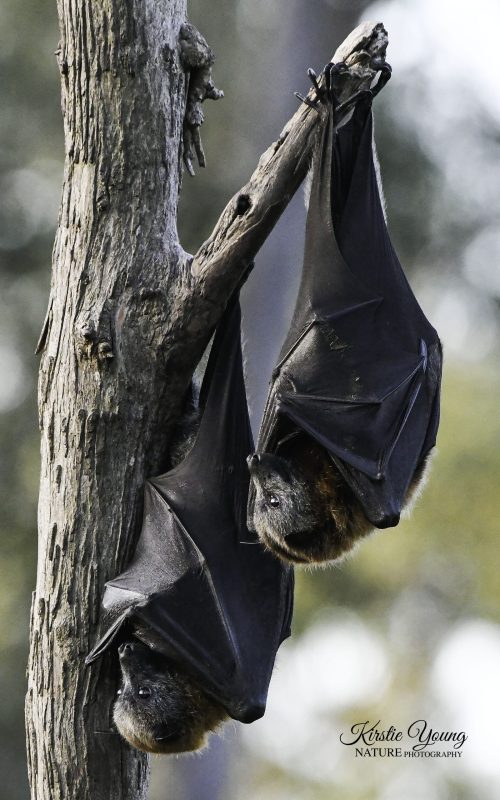 Flying Foxes 2